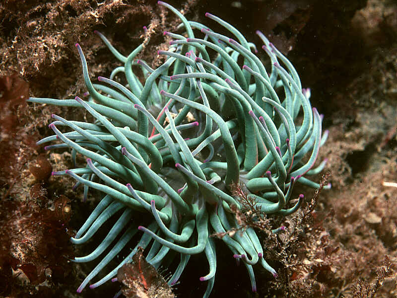 Anemonia viridis